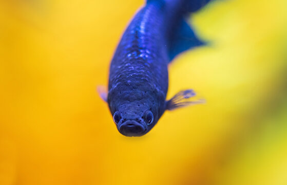 Betta close up