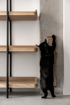 Contemporary interior of room with light walls