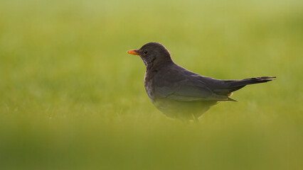 Amsel (Turdus merula) auf einer grünen Wiese
