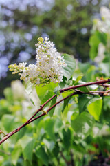 White lilac flowers on a blurry background in Poland