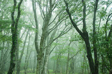 foggy forest 5