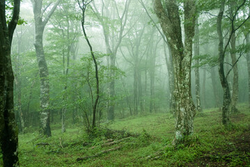 foggy forest 2