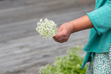 Woman holding white flowers and scissor, cutting stems. Preparation for midsummer flower wreath. Swedish celebration, feast and tradition in June. Blurred bokeh background, copy space, place for text.
