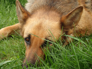 German Shepherd lies on a green lawn among blooming dandelions. Pets.