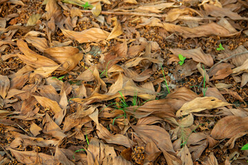 Background of dry leaves falling on the ground