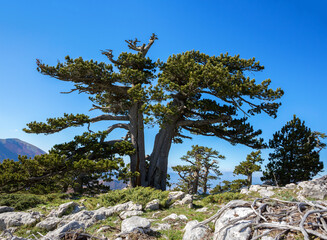 Bosnian pines ( Pino Loricato) on top of Serra di Crispo mountain (So called Garden of Gods ), Pollino National Park, southern Apennine Mountains, Italy.