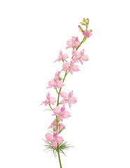  Light pink Delphinium isolated on white background.