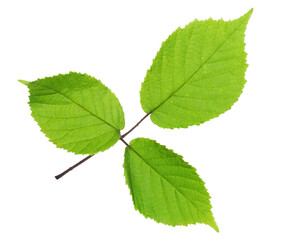 Green leaf of Blackberry isolated on white background.  Selective focus