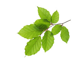 Small Beech branch with fresh green leaves isolated on white background. - 504550659