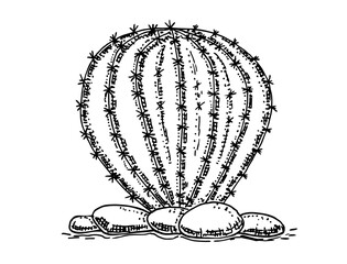 Vintage background with cactus, hand draw, sketch of cactus. Black and white, hand drawn, sketch style, isolated on white background. Graphic sketch vector illustration. Illustration for print.