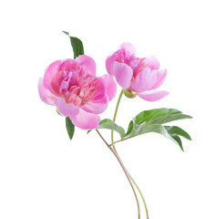 Two light pink Peonies isolated on white background.