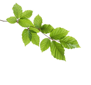 Beech branch with fresh green leaves isolated on white background. Selective focus