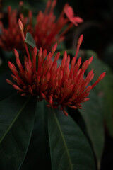 red and yellow flower