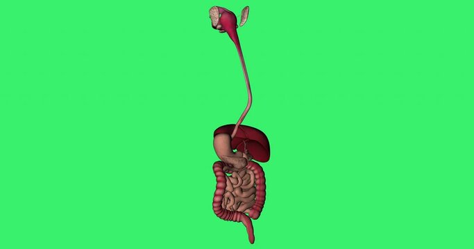 Human Digestive System Animation in Rotation on Green Chroma  Background