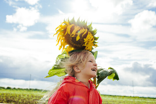 Happy Kid Laughing Under Sunflower In Field