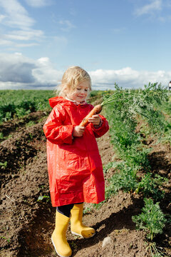 Girl in raincoat and rubber boots collecting carrots