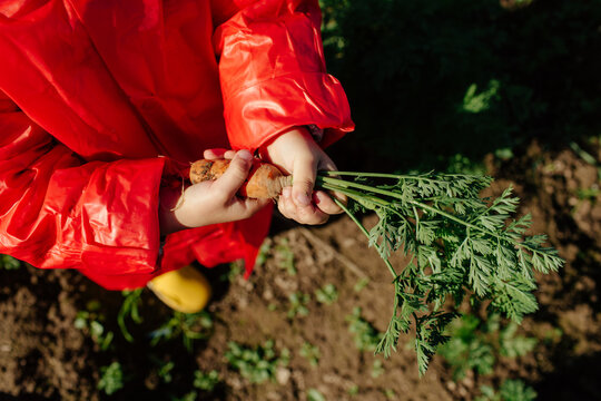 Crop child in raincoat holding dirty carrot