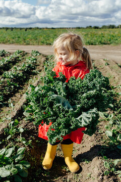 Kid holding bunch of curly kale 