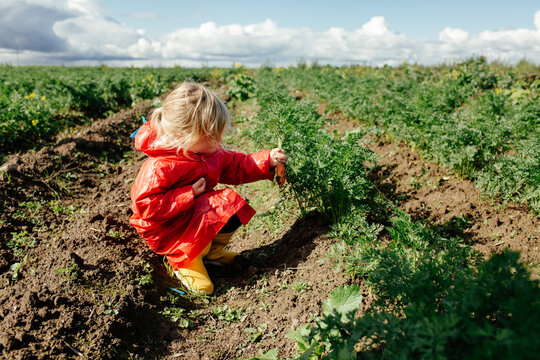 Child in raincoat picking carrots in farm