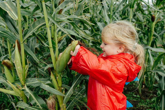 Child picking ripe corn during harvesting process
