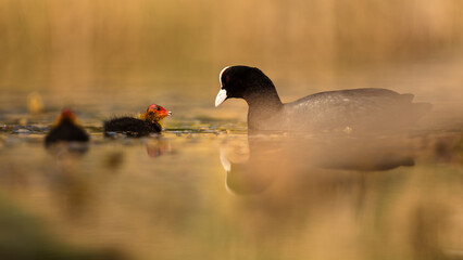 Blässhuhn (Fulica atra) bei der Küken fütterung