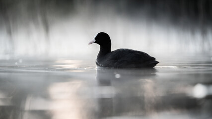 Blässhuhn (Fulica atra) auf einem See