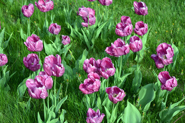 Elegant delicate purple tulips growing in the flowerbeds of the avenue of the city of Dnepr,...