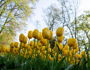 Yellow colour Tulips, ants eye view. Monte carlo tulip. 