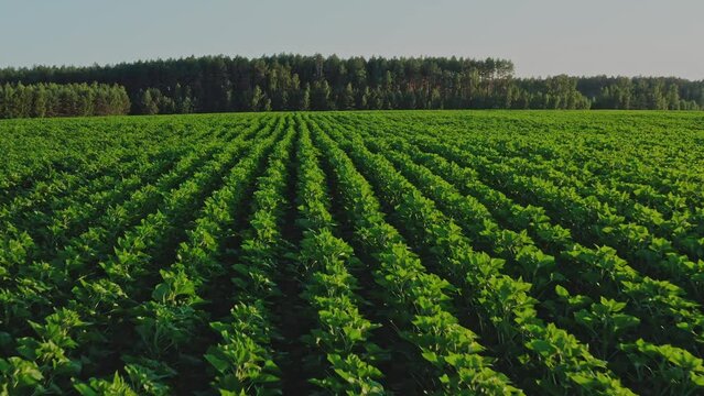 Aerial view: green agriculture plant field with forest on background. Beautiful summer landscape of a fresh corn field. Top view to the farm cornfield. Healthy food and agriculture concept.