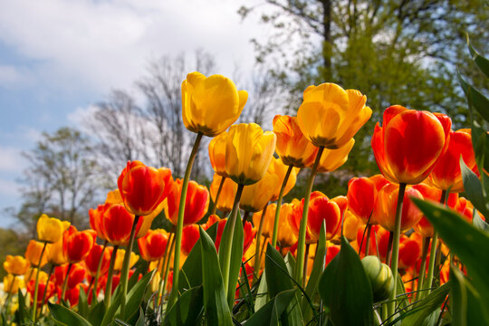 Red and yellow Tulips in a garden, ants eye view. 