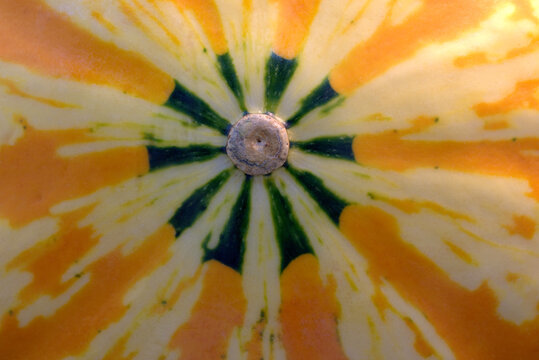 ornamental pumpkin 1 H abstract radiating surface patterns close