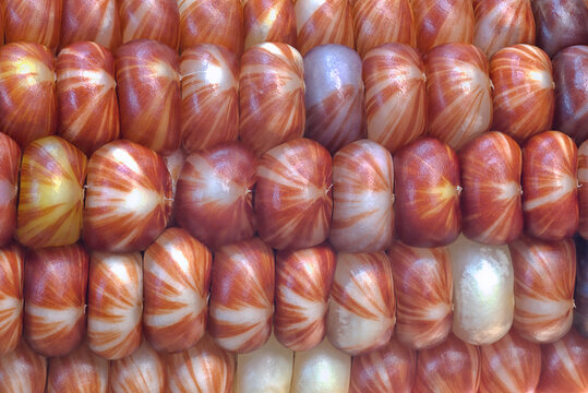 ornamental corn 1 micro macro closeup patterns in rows of kernels