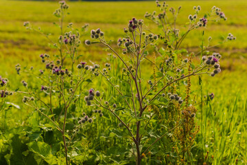 Purple flowers Burdock and prickly cones on the branches in a field on a summer day
