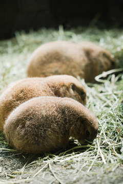 Groundhog in the haystack
