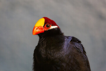 The violet turaco bird