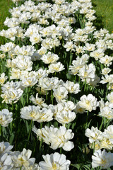 White, fresh, festive, wedding tulips, spring fabulous plants, a sea of blooming flowers located on the avenue of the city of Dnipro, Ukraine.