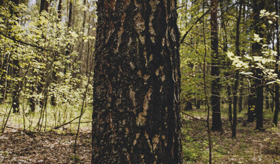 Closeup Trunk of a pine tree in close-up against the background of a green forest. Concept of conservation of nature, forests and the environment.