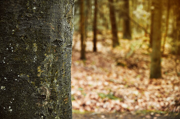 The bark of the tree against the background of the forest. Moss on a tree.
