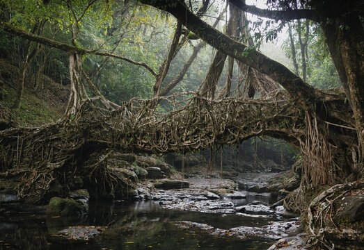 A tree root bridge in India's Meghalaya region