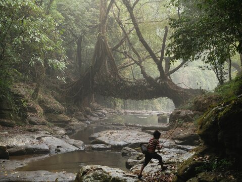 A tree root bridge in India's Meghalaya region