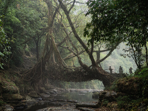 A tree root bridge in India's Meghalaya region