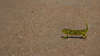 a flapneck chameleon on the move