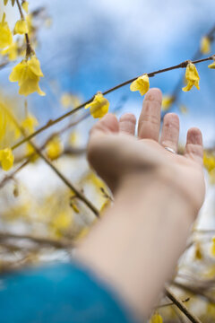 Forsythia blooming