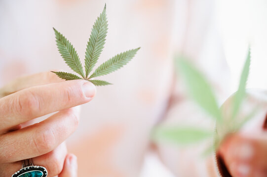 Homegrown Hemp Leaves