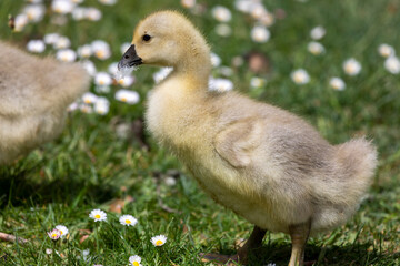 Gänseküken bei der Nahrungssuche