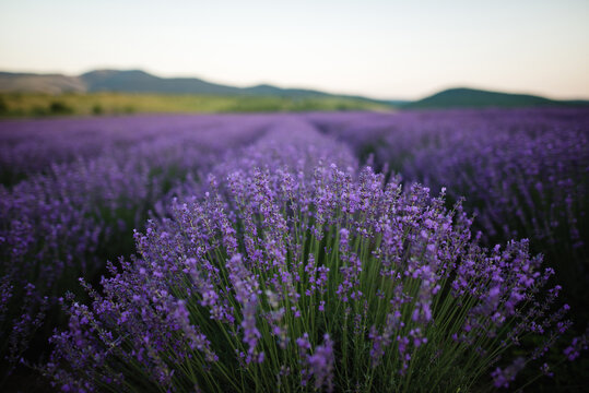 Close up of blooming lavender bush on field