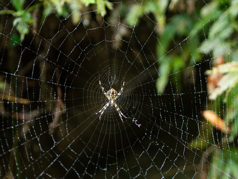 Spider in its web