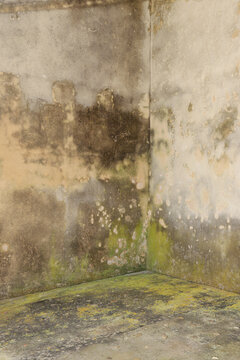 moldy old walls