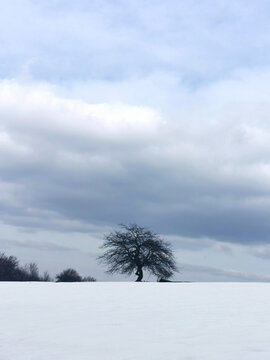 black tree in the snow and blue sky