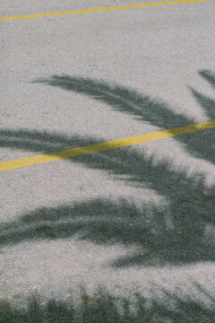 Palm tree shadow
